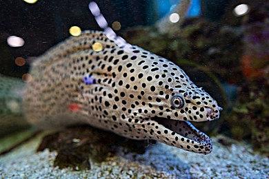 《战争雷霆》愚人节活动：全新单人机动装甲加入游戏！